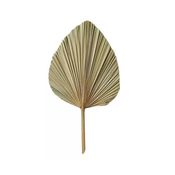 Imagem do produto C.FOLHA LATANIA PALHA 55CM FLORARTE