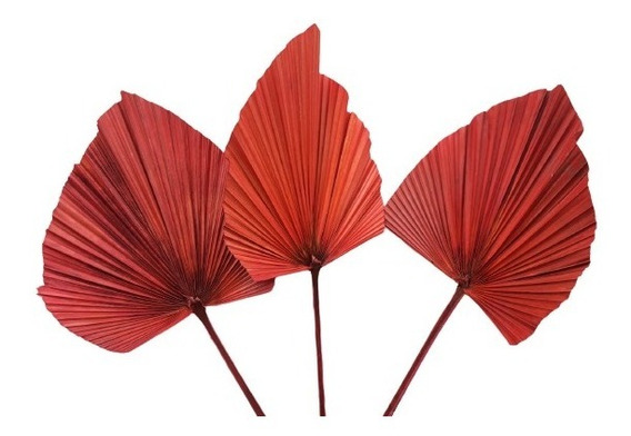 Imagem do produto C.FOLHA LATANIA VERM ESCURO 82CM FLORARTE