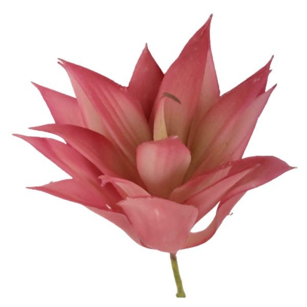 Imagem do produto F.SUCULENTA AGAVE VERMELHA VD 19CM FLORARTE