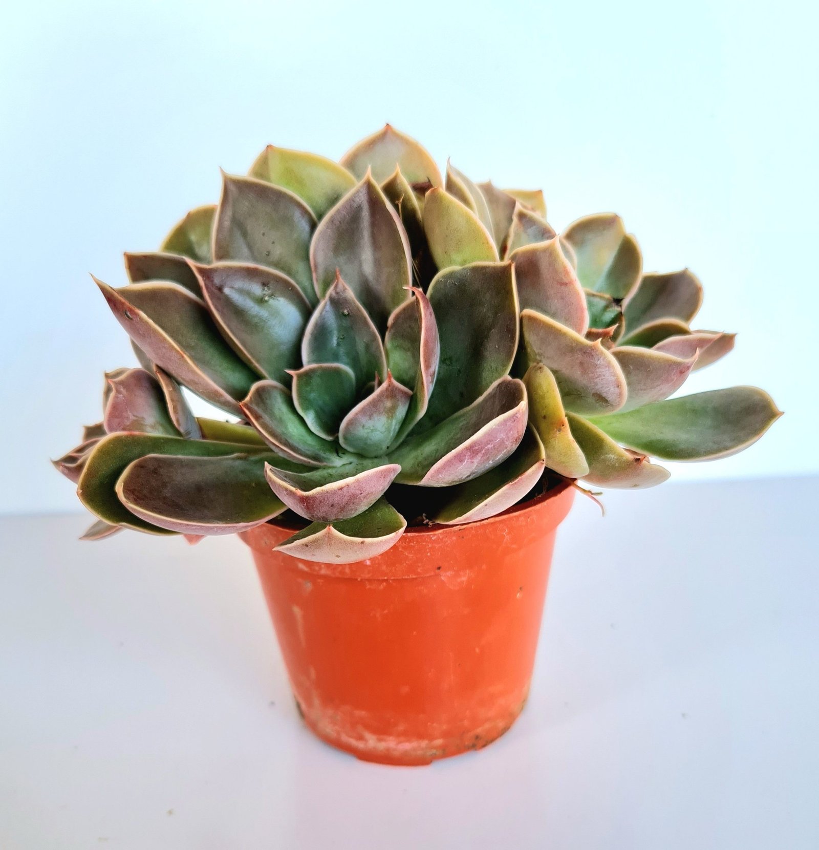 Imagem do produto F.SUCULENTA ECHEVERIA X34 VERDE 22CM FLORARTE