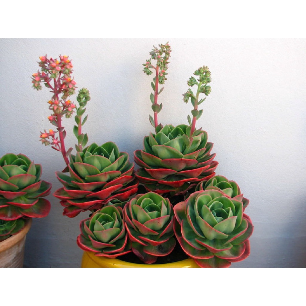 Imagem do produto SUCULENTA MINI ECHEVERIAS 11CM VERMELHO 47774-009 GRILLO