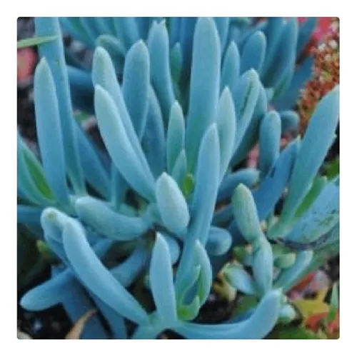 Imagem do produto SUCULENTA REAL AZUL 42988-001 GRILLO