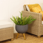 Imagem do produto BQ AVENCA LX VD GRILLO