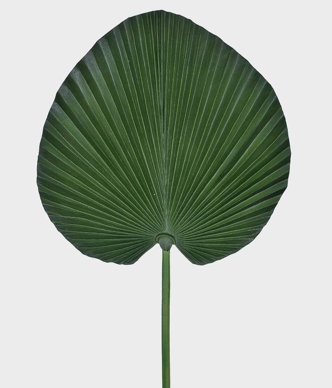 Imagem do produto BQ FOLHA DE PALMEIRA X5 VERDE GRILLO