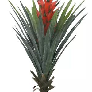 Imagem do produto BROMELIA 55CM COM RAIZ VERM GRILLO