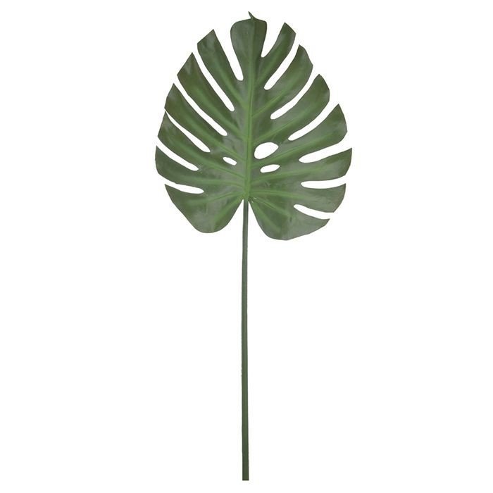 Imagem do produto FOLHA COSTELA DE ADAO 1M PU VERD GRILLO