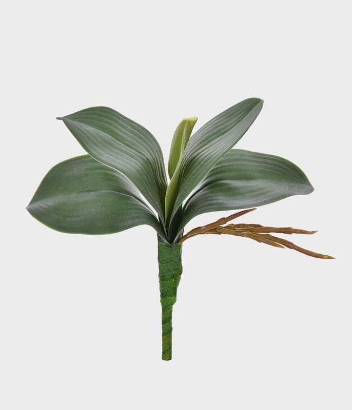 Imagem do produto FOLHA DE ORQUIDEA X5 VERDE GRILLO