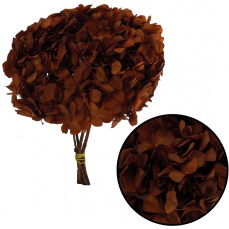 Imagem do produto HORTENSIA OUTONADA MARRON 40755-102 GRILLO