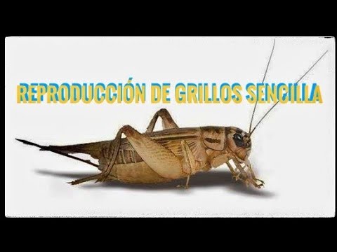 Imagem do produto HT FOLHA RABO DE PEIXE VD GRILLO