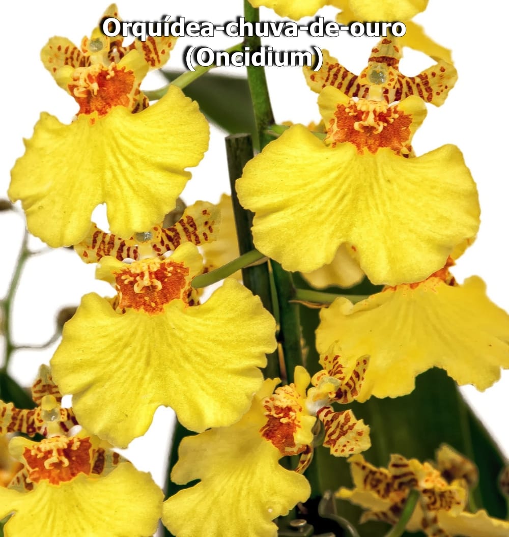 Imagem do produto ORQUIDEA CHUVA DE OURO X5 AZUL 29200-001 GRILLO