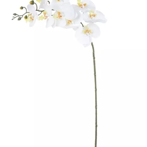 Imagem do produto ORQUIDEA DANCANTE X9 TOQUE REAL BRANCO 31199-008 GRILLO