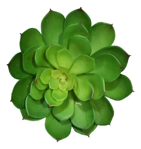 Imagem do produto AGAVE SUCULENTA PLT VD BEAUTY 20CM 19125-003 FLOR ARTE