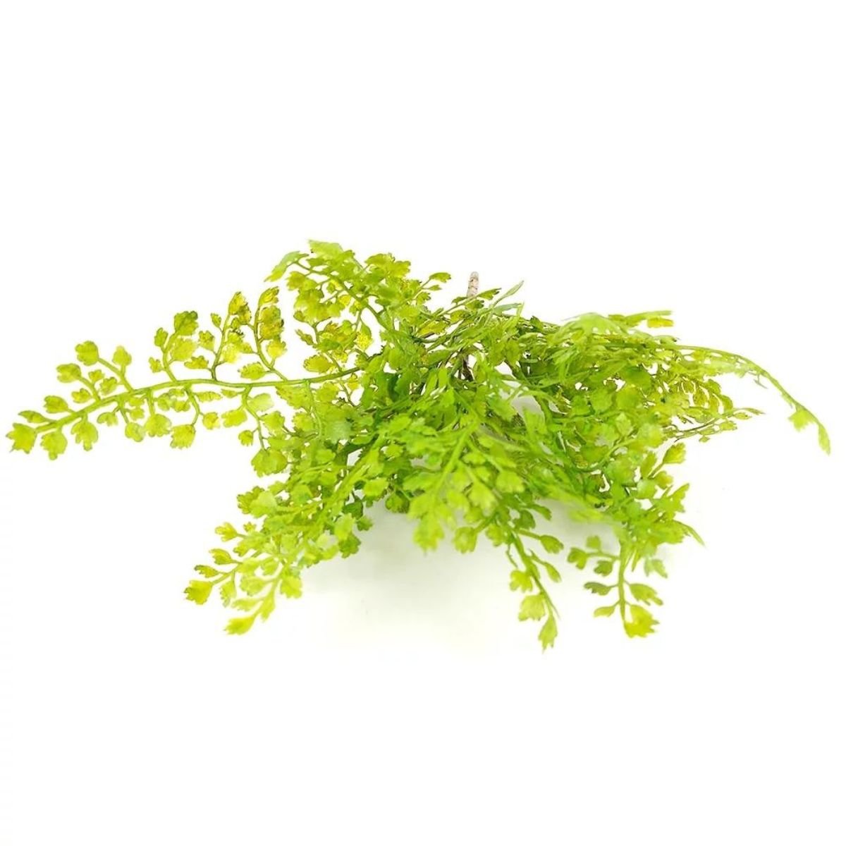 Imagem do produto FOLHAGEM AVENCA SILVESTRE VD GRILLO