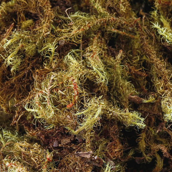 Imagem do produto MUSGO DESIDRATADO TINGIDO 50G VERDE 59728 FLOR ARTE