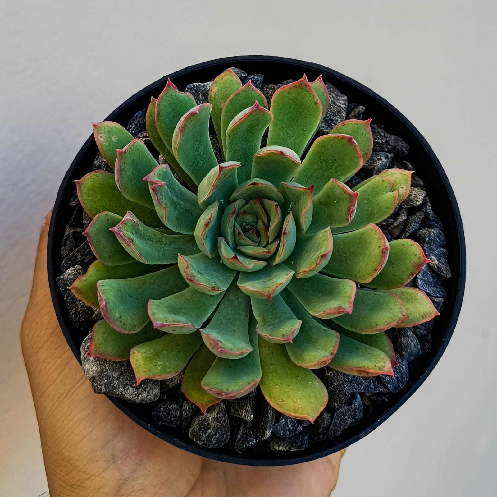 Imagem do produto P SUCULENTA ECHEVERIA VD GRILLO