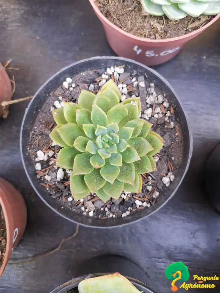 Imagem do produto P SUCULENTA ECHEVERIA VD OUTONO GRILLO