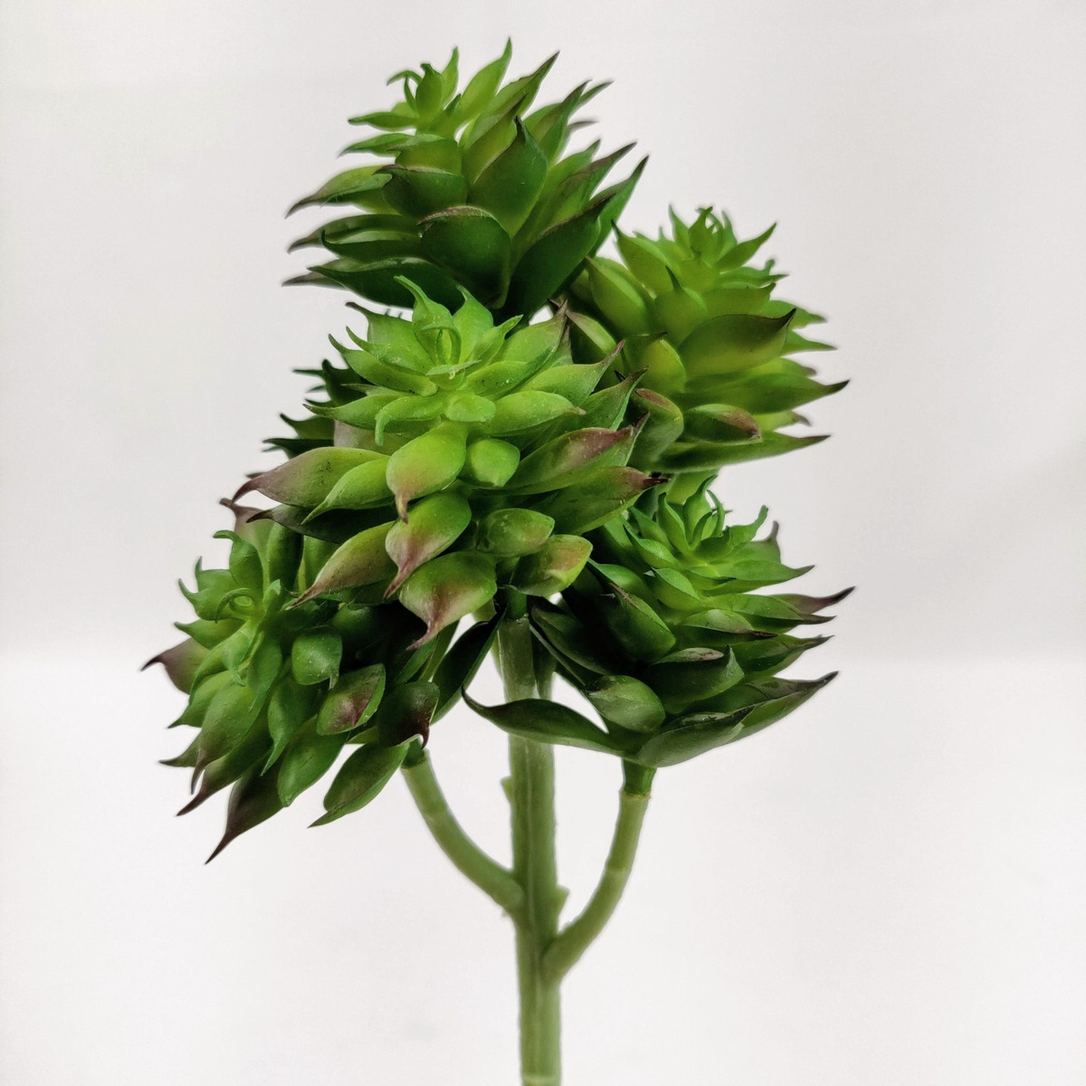 Imagem do produto SUCULENTA PLT. X7 VD 24CM 36691-001 FLOR ARTE