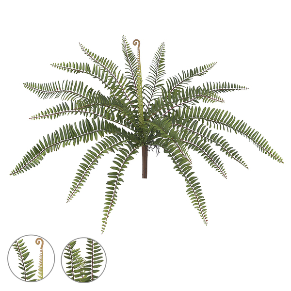 Imagem do produto FOLHAGEM SAMAMBAIA LX COM RAIZ VD GRILLO