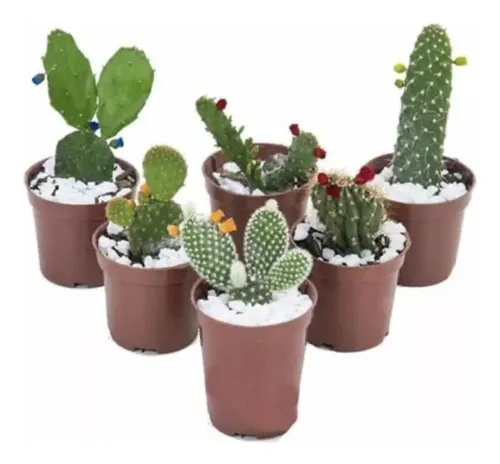 Imagem do produto ARRANJO MINI CACTUS MODELOS SORTIDOS 47764-590 GRILLO