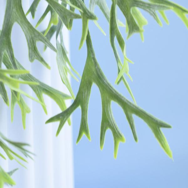 Imagem do produto CHIFRE DE VEADO VERDE 75CM 40068-001 FLORARTE