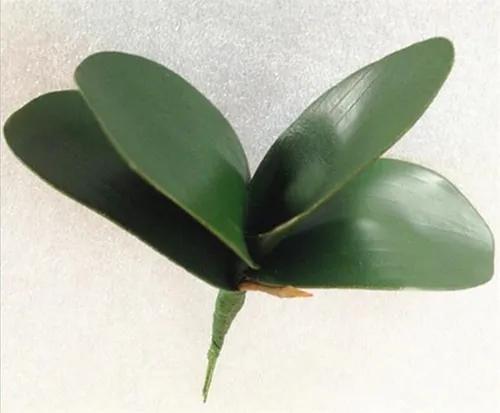 Imagem do produto FOLHA ORQUIDEA X7 VERDE 43678-004 GRILLO