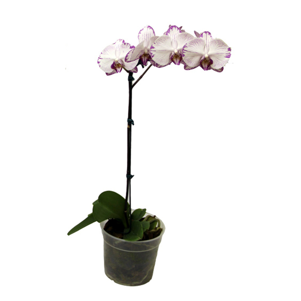 Imagem do produto ORQUIDEA PHALAENOPSIS CETIM X4 VM 10209-008 33CM FLORARTE