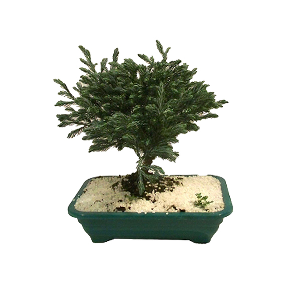 Imagem do produto BONSAI C/POTE PLT. X3 VM 21CM 36707002 FLORARTE