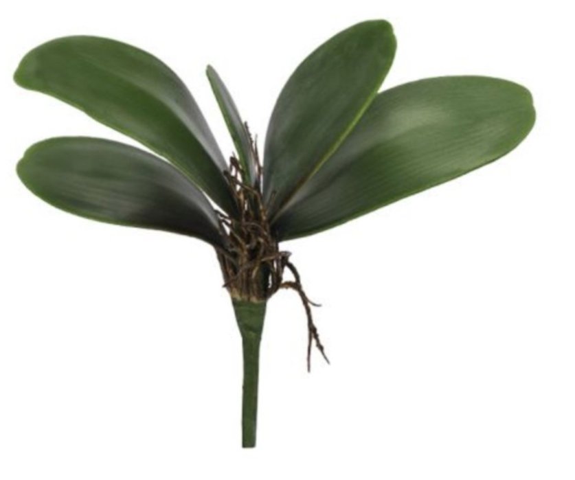 Imagem do produto FOLHA ORQUIDEA C/ POWDER X5 VD 22CM 26682001 FLORARTE