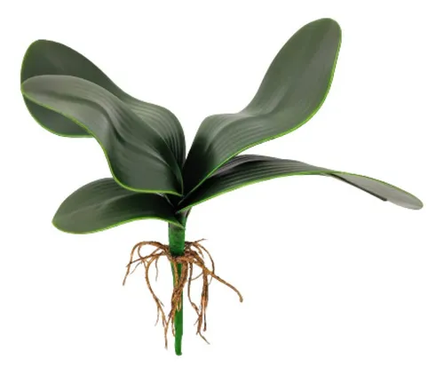 Imagem do produto FOLHA ORQUIDEA C/ RAIZ X13 VD 49CM 41668001 FLORARTE