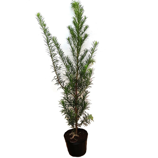 Imagem do produto PODOCARPUS C/VASO VD 13CM 32126001 FLOR ARTE