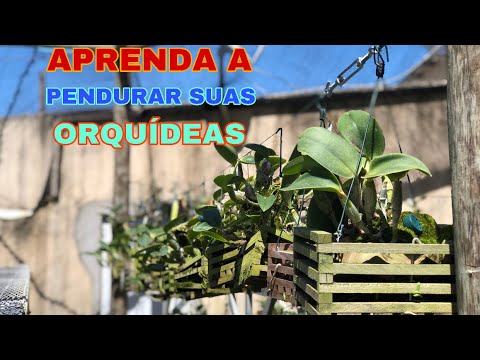 Imagem do produto RAIZ ORQUIDEA PENDURAR VD 48CM 35104-001 FLOR ARTE