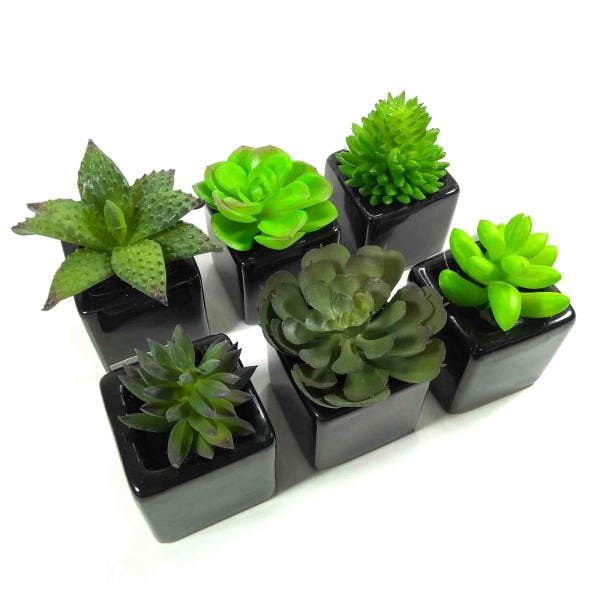 Imagem do produto SUCULENTA SORT C/ POTE PLT. VD 8CM 29164001 FLOR ARTE