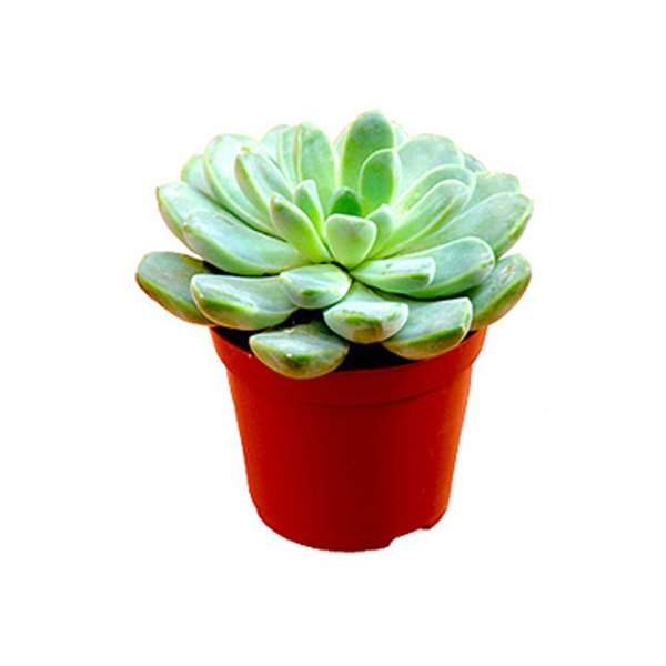 Imagem do produto SUCULENTA TUPIARA C/POTE PLT. VD 15CM 29168-001 FLOR ARTE