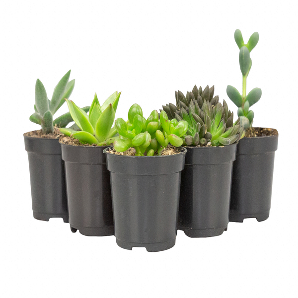 Imagem do produto F.SUCULENTA SORTIDAS C/6 UNI (COLORIDO) 7CM (FLORARTE) VOL.