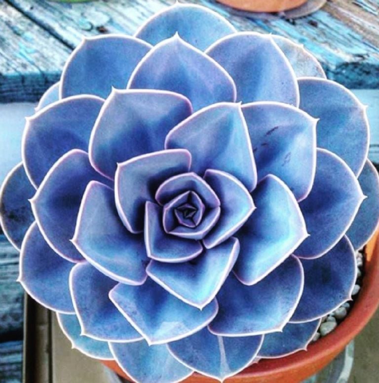 Imagem do produto SUCULENTA REAL AZUL 42996-001