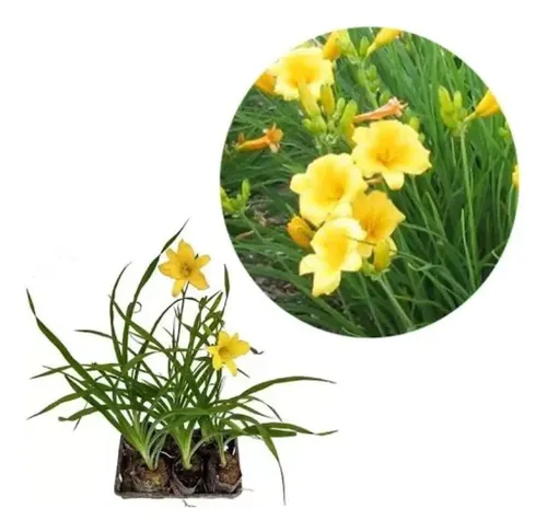 Imagem do produto BQ MINI LIRIO X5 AMARELO